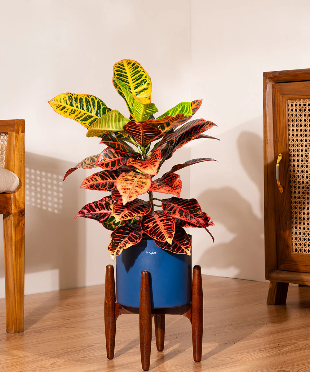 Croton Petra with Large Metal Self Watering Pot_ - Image 250