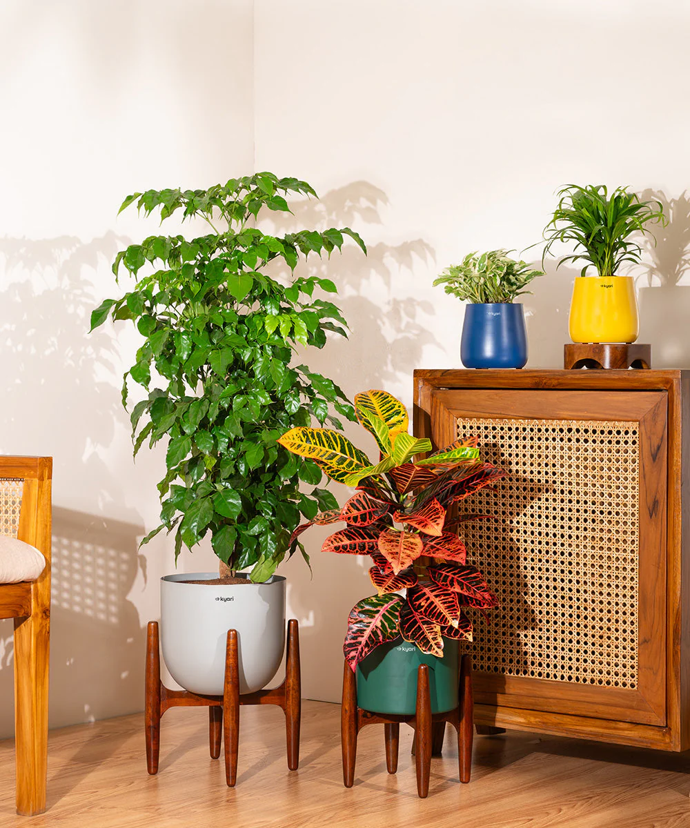 Croton Petra with Large Metal Self Watering Pot_ - Image 28