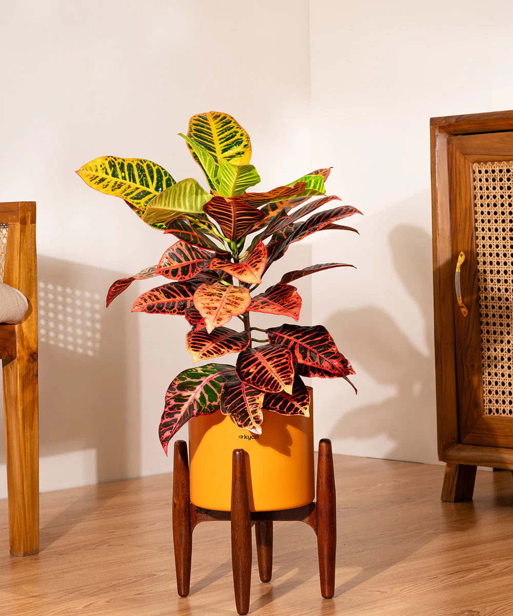 Croton Petra with Large Metal Self Watering Pot_ - Image 50