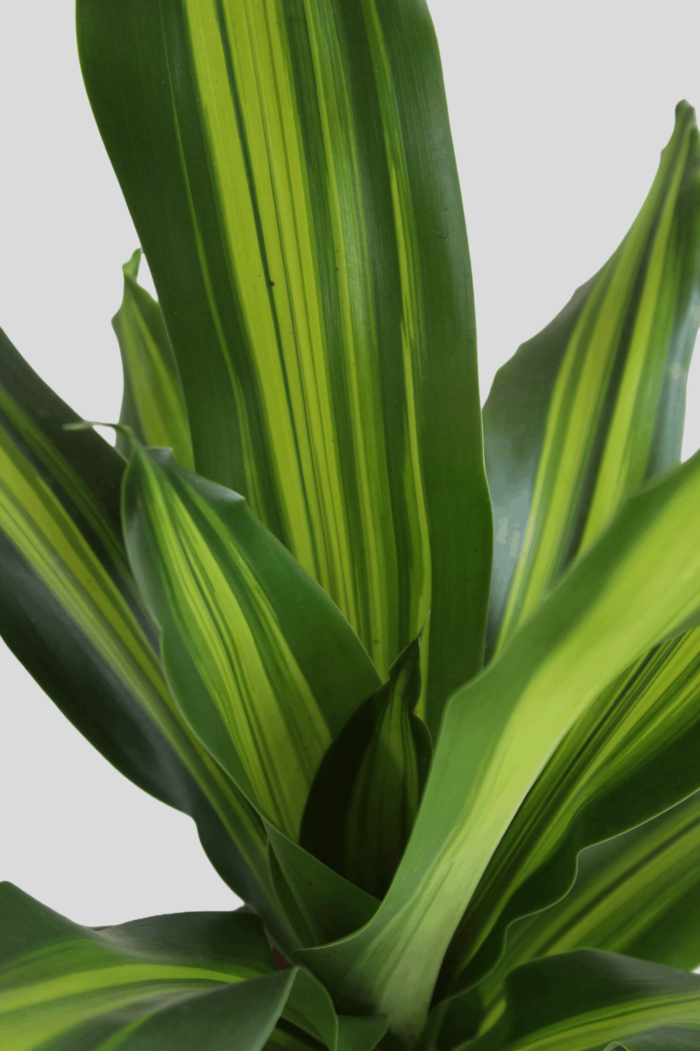 Dracaena Dara Singh (X-Large) - Image 2