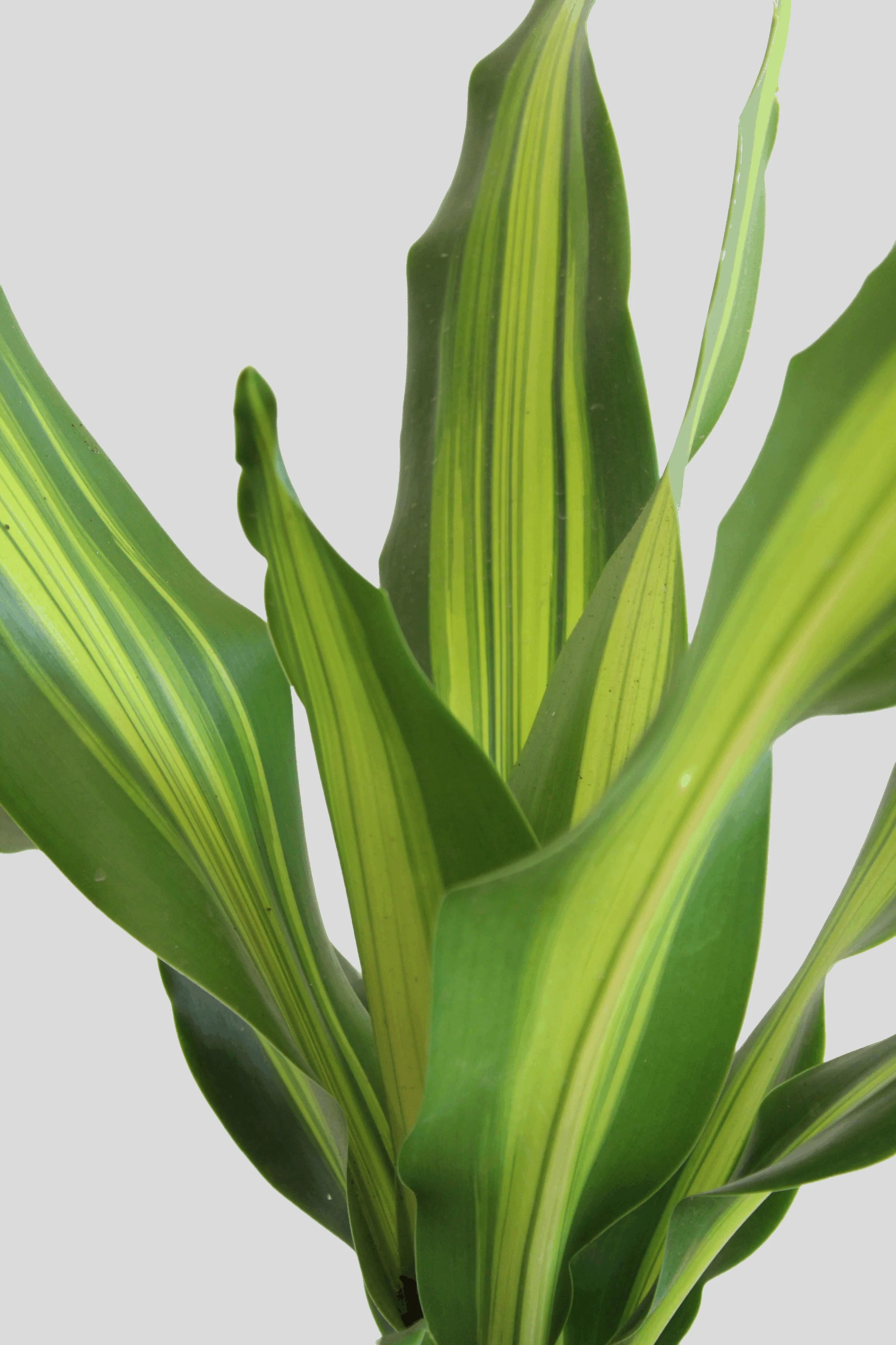 Dracaena Dara Singh (X-Large) - Image 3