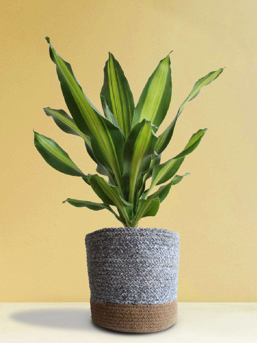 Dracaena Dara Singh (X-Large) - Image 4