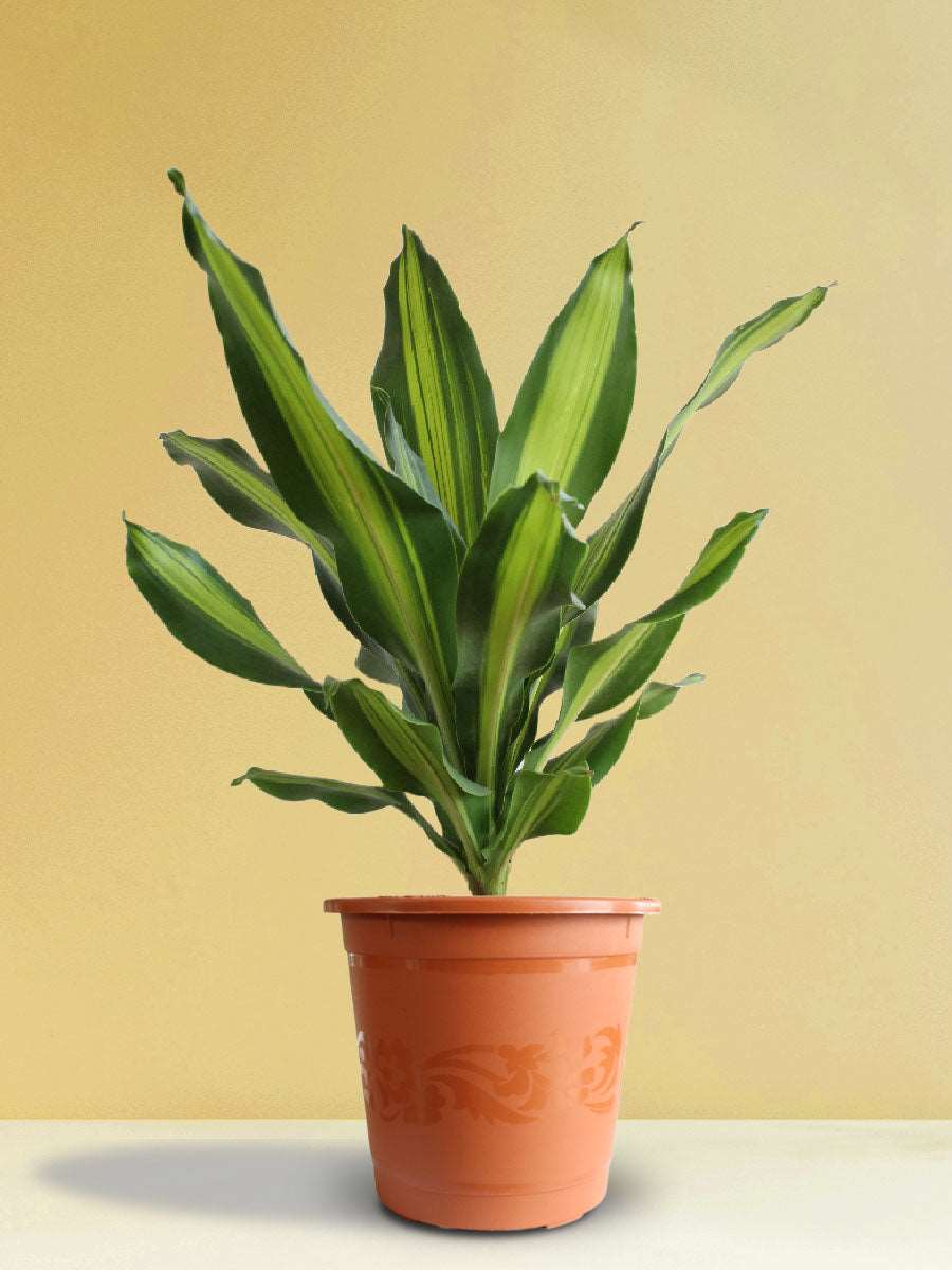 Dracaena Dara Singh (X-Large) - Image 6