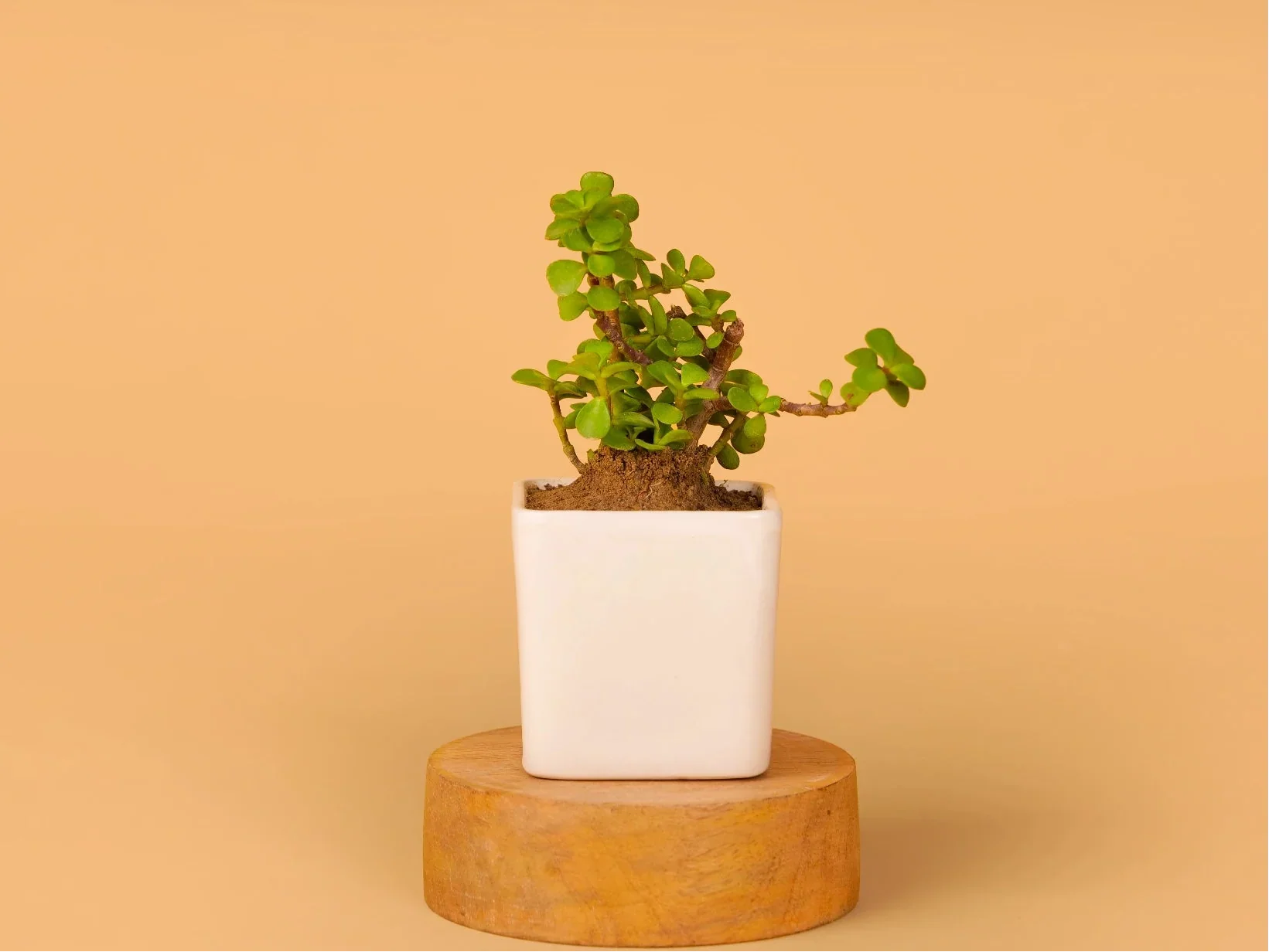 Earthy Essentials - Image 3