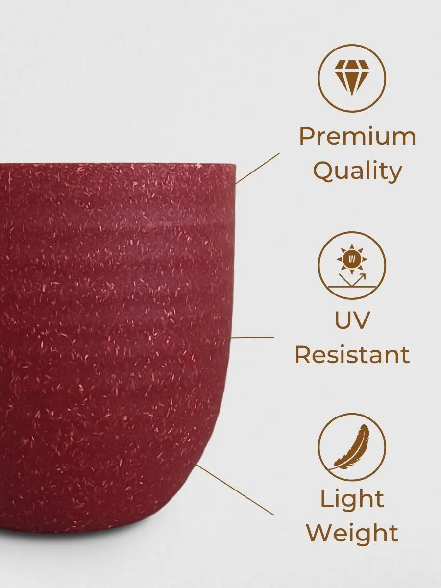 Easy Care Air Purifying Indoor Plants Combo (Small) - Image 6