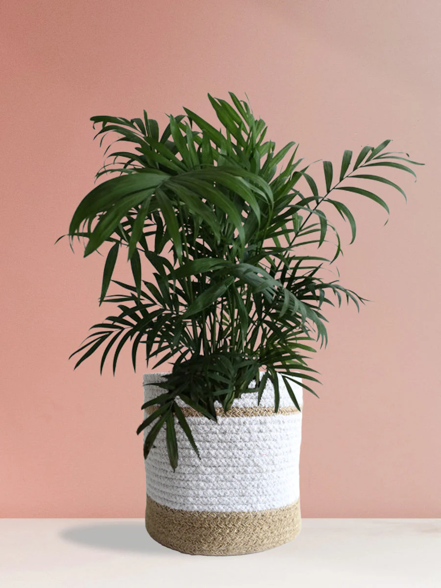 Easy-Care Air-Purifying Plants Combo - Image 4