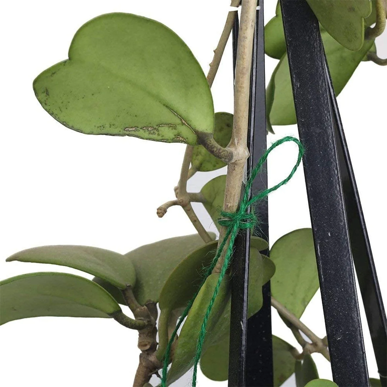 Ecofynd Green Jute Cord – Eco-Friendly Craft, Garden & Décor Essential - Image 4