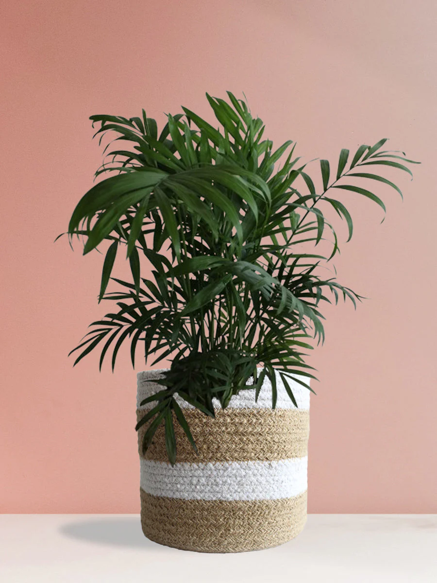 Elegant Air-Purifying Living Room Plants Combo - Image 3