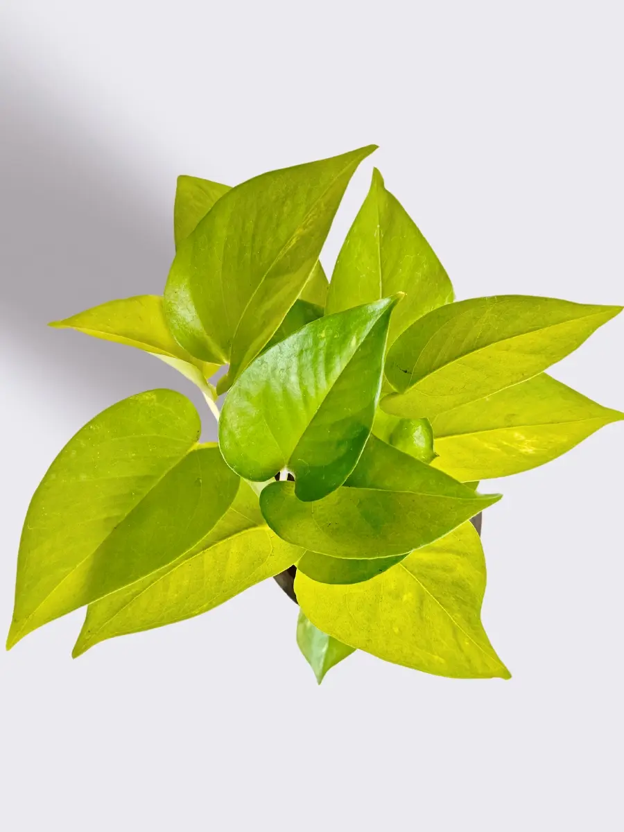 Gift for Brother Money Plant Golden (Small) in Eco Pot - Image 2