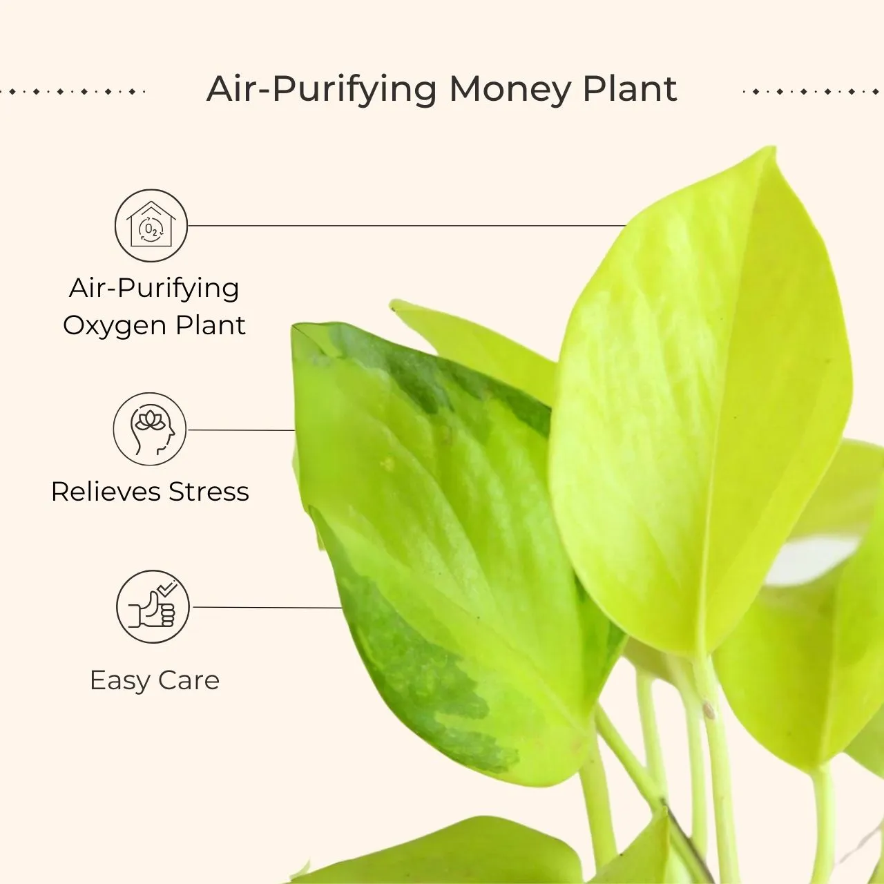 Gift for Brother Money Plant Golden (Small) in Eco Pot - Image 3