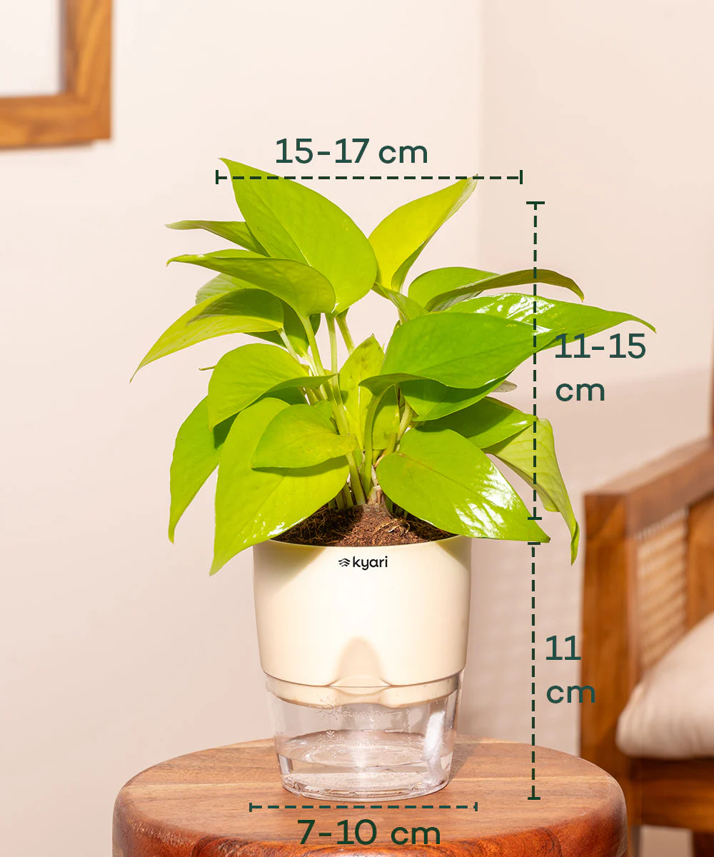 Golden Money Plant - BYOB - Image 2
