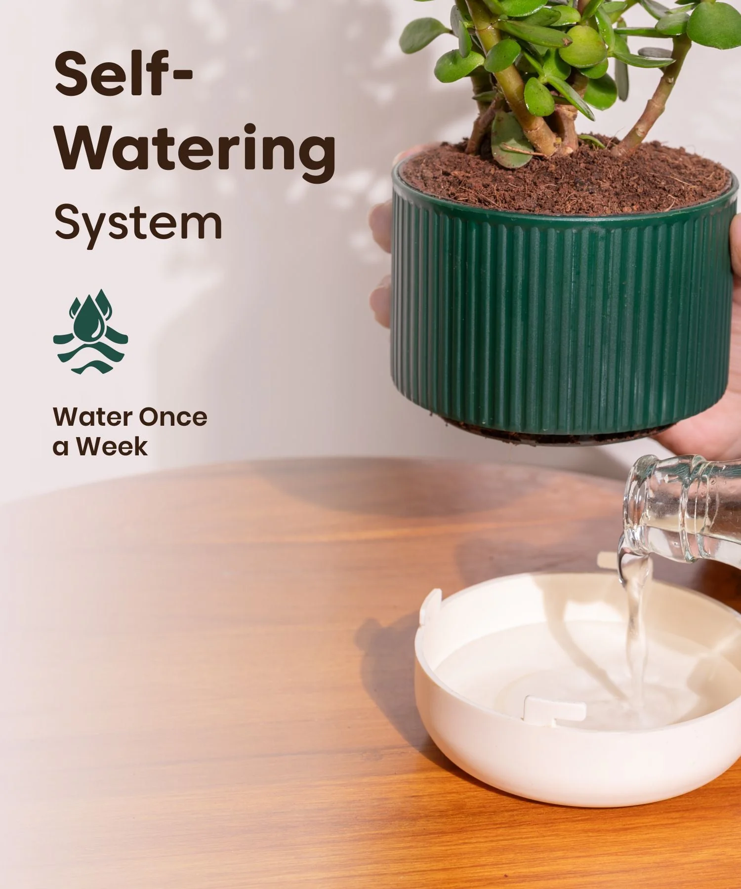 Golden Money Plant Self Watering Pot - Image 8