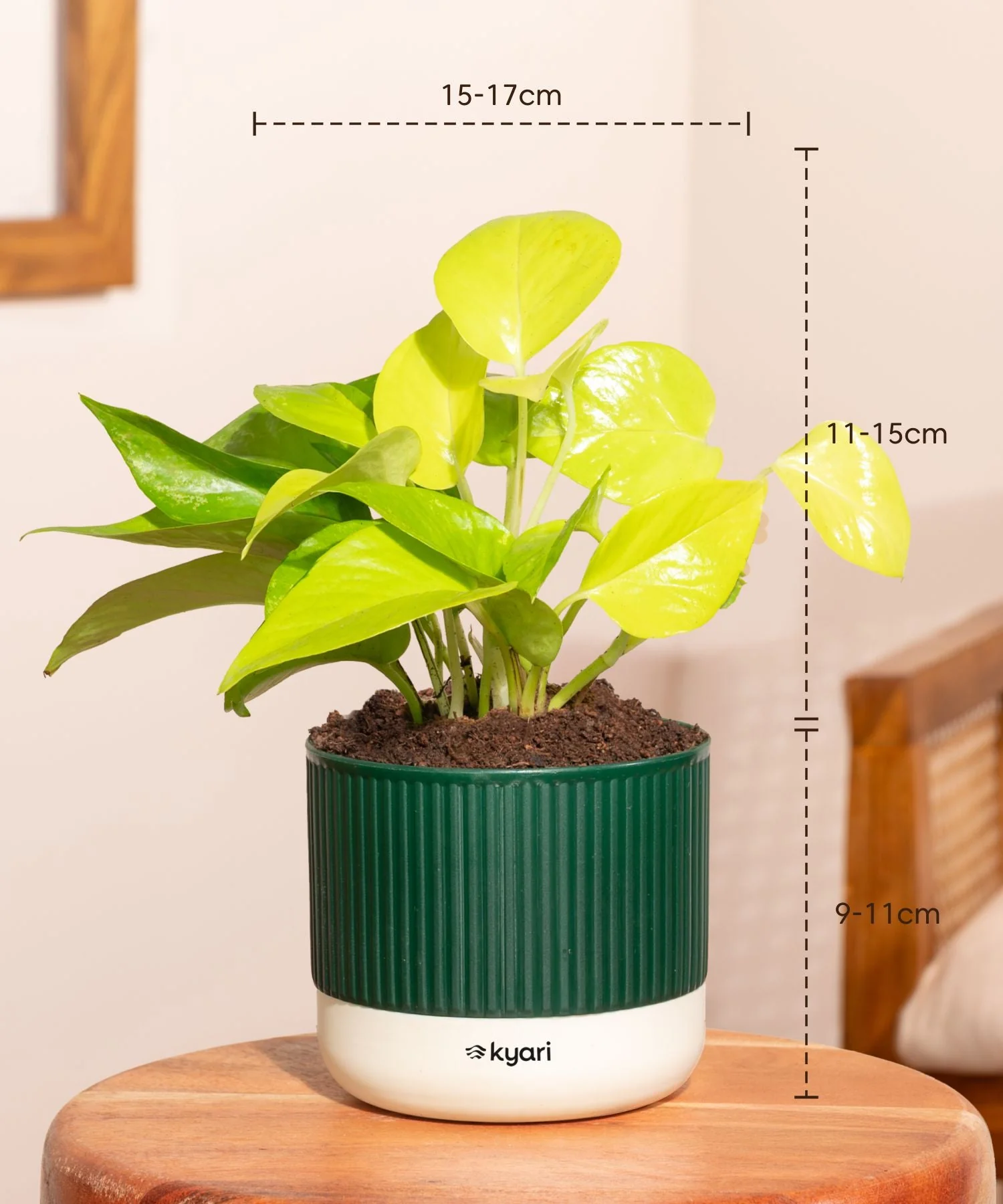 Golden Money Plant Self Watering Pot - Image 9