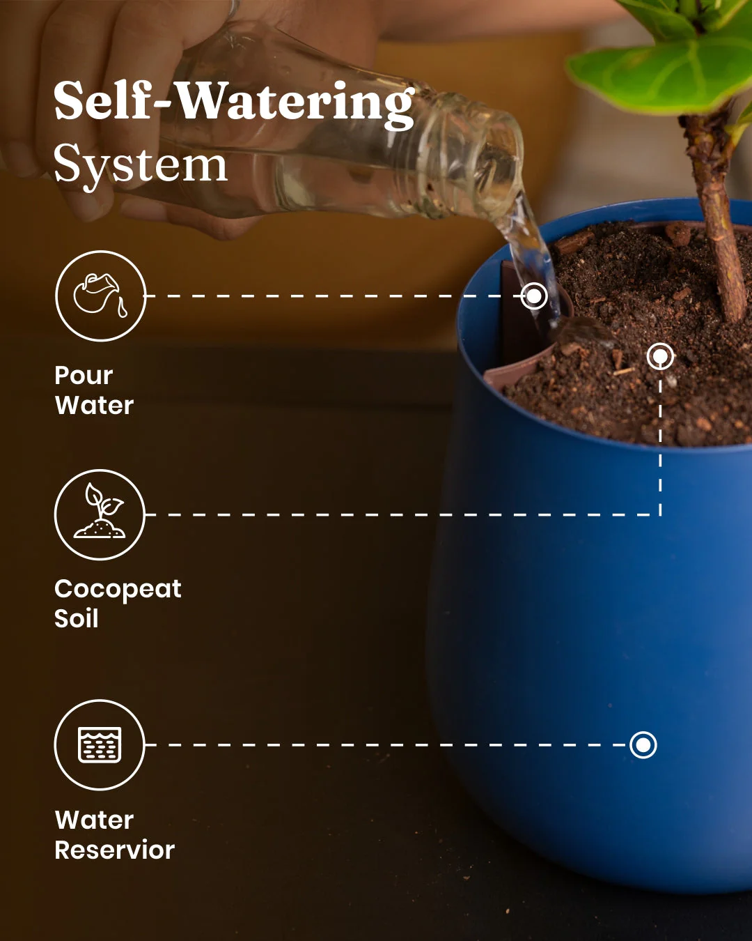 Golden Money Plant with Medium Self Watering Pot - BYOB - Image 12