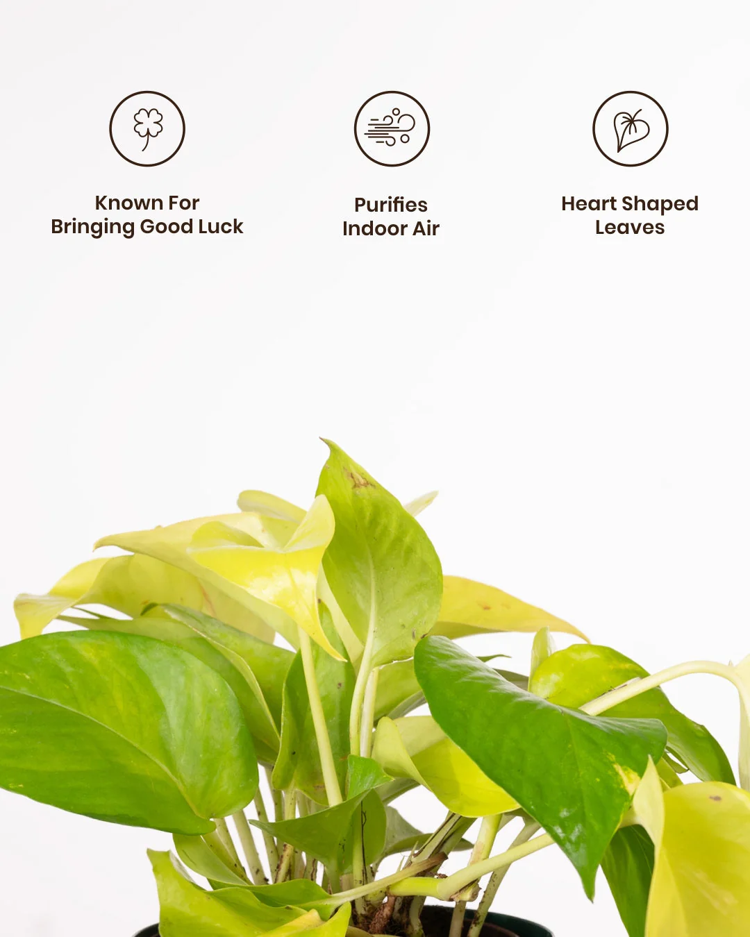 Golden Money Plant with Medium Self Watering Pot - BYOB - Image 21