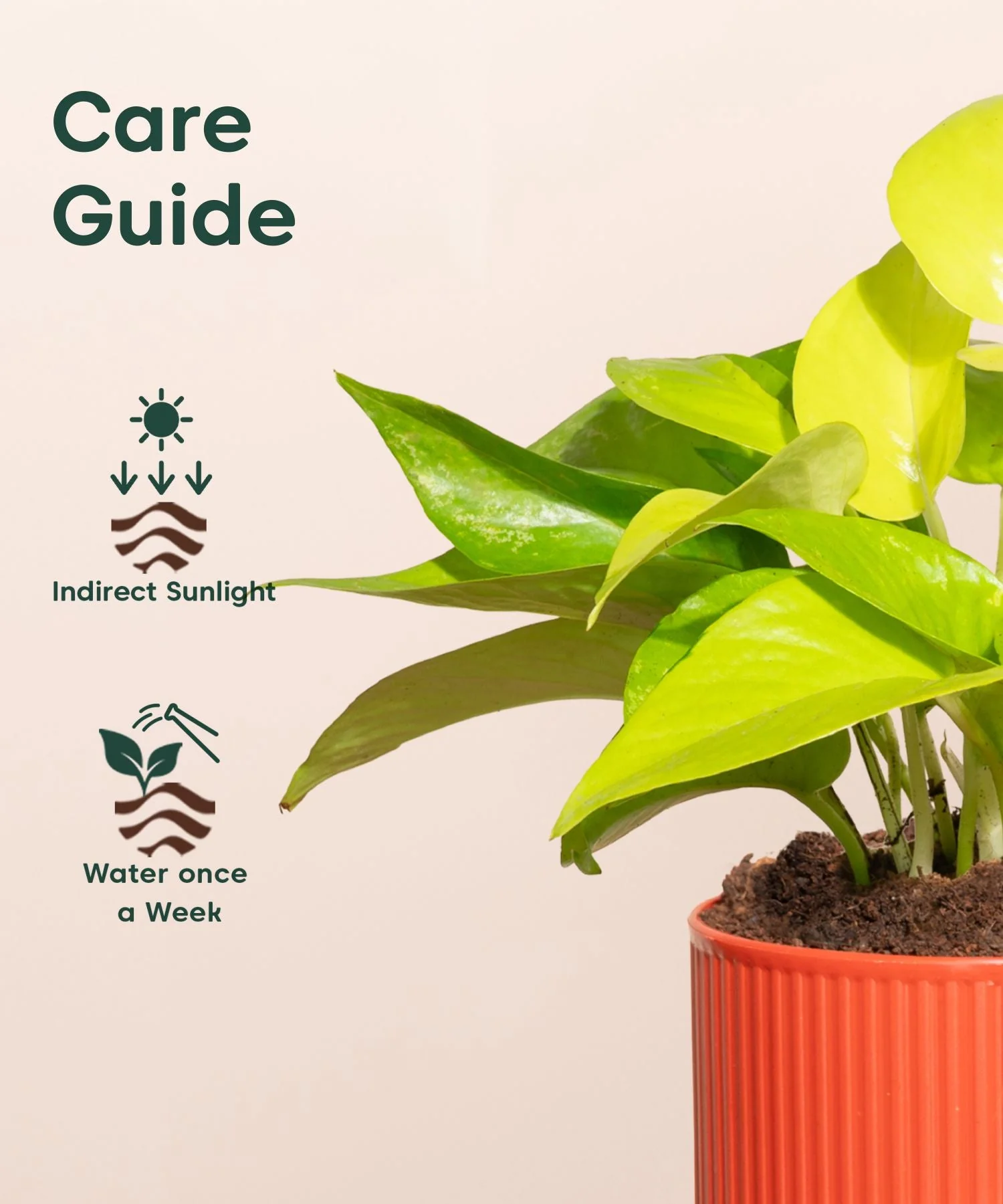 Golden Money Plant With Mylo Self Watering Pot - Image 6