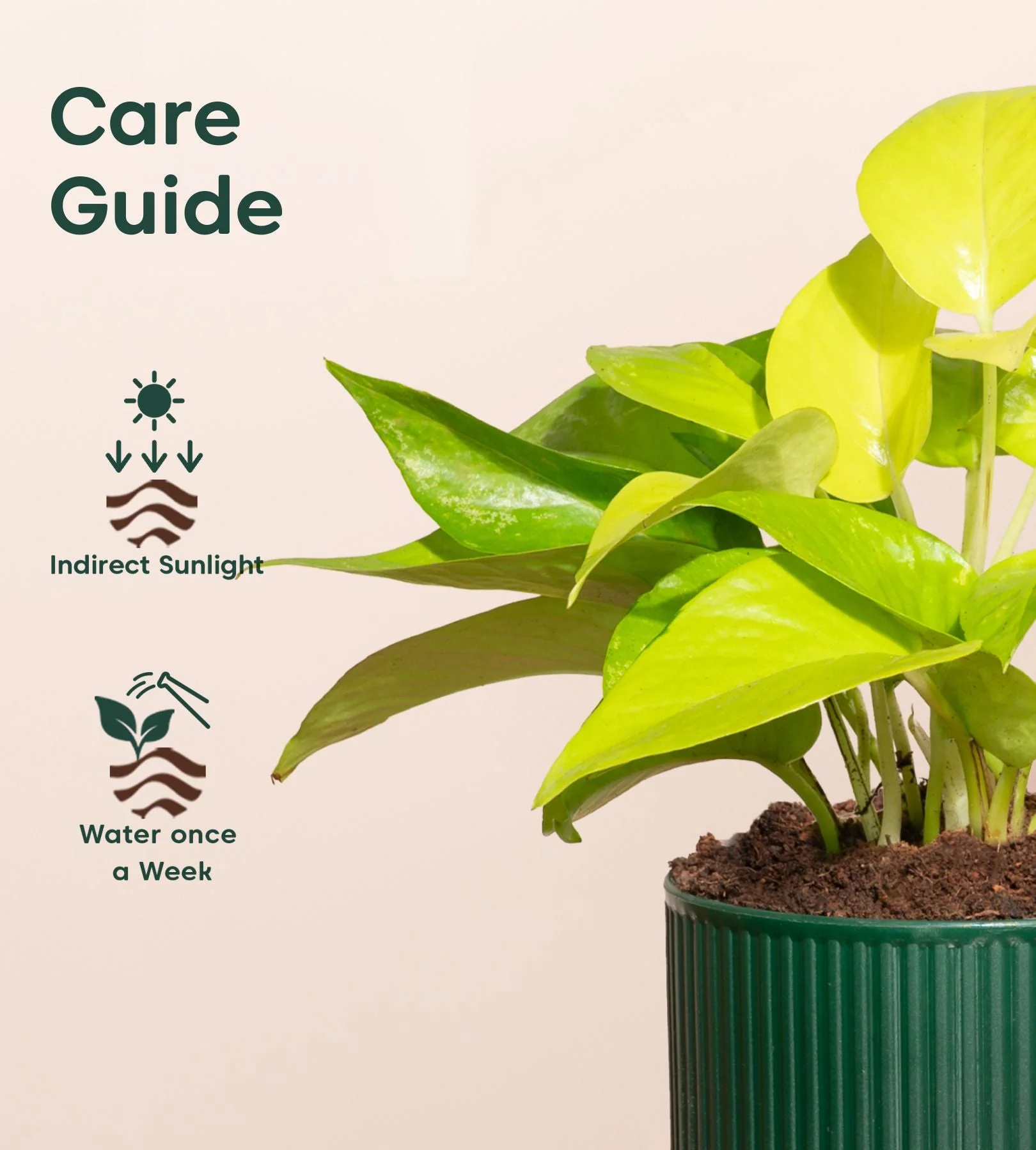 Golden Money Plant With Mylo Self Watering Pot - Paytm Exclusive - Image 11