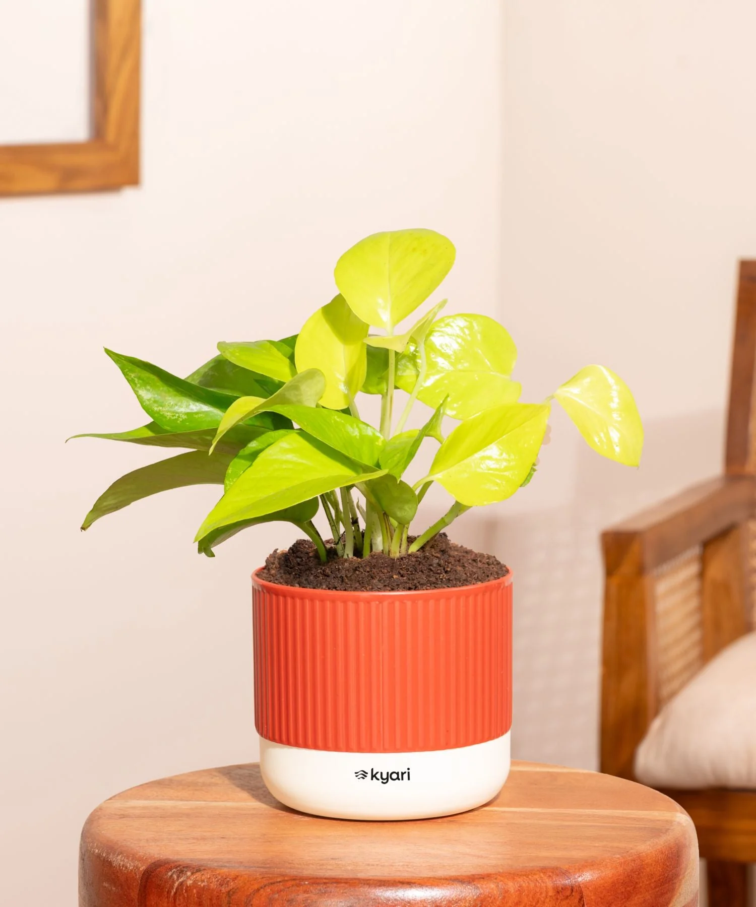 Golden Money Plant With Mylo Self Watering Pot - Paytm Exclusive - Image 206