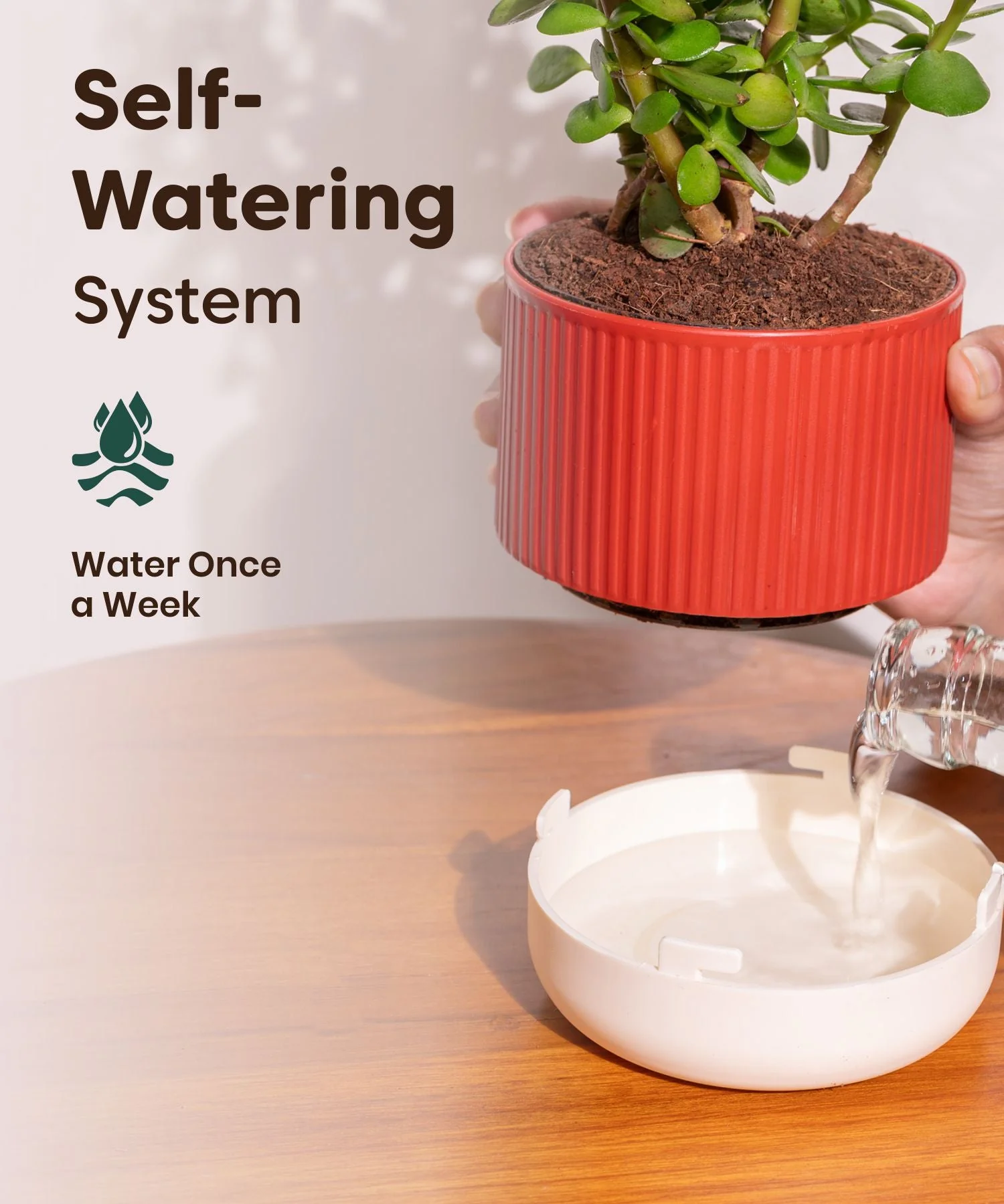 Golden Money Plant With Mylo Self Watering Pot - Paytm Exclusive - Image 3