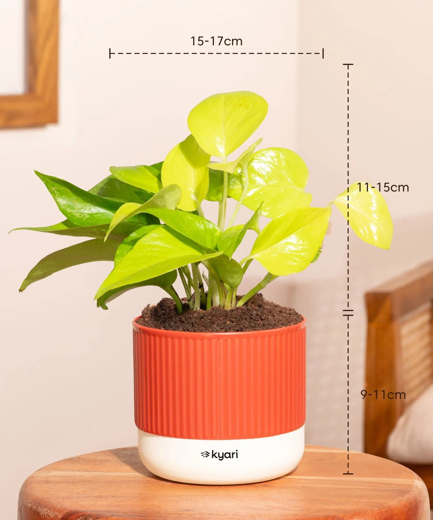 Golden Money Plant With Mylo Self Watering Pot - Paytm Exclusive - Image 4