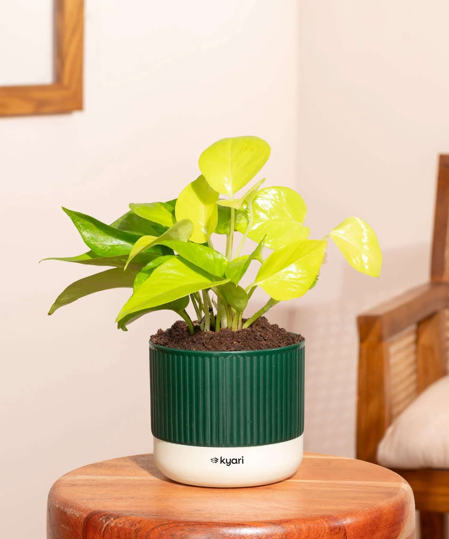 Golden Money Plant With Mylo Self Watering Pot - Paytm Exclusive - Image 7