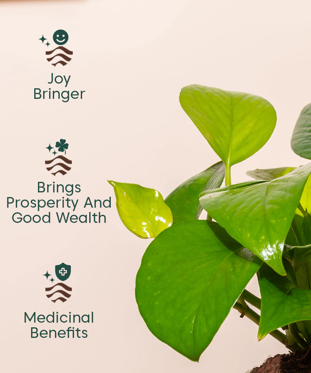 Golden Money Plant With Self Watering Pot - Image 10