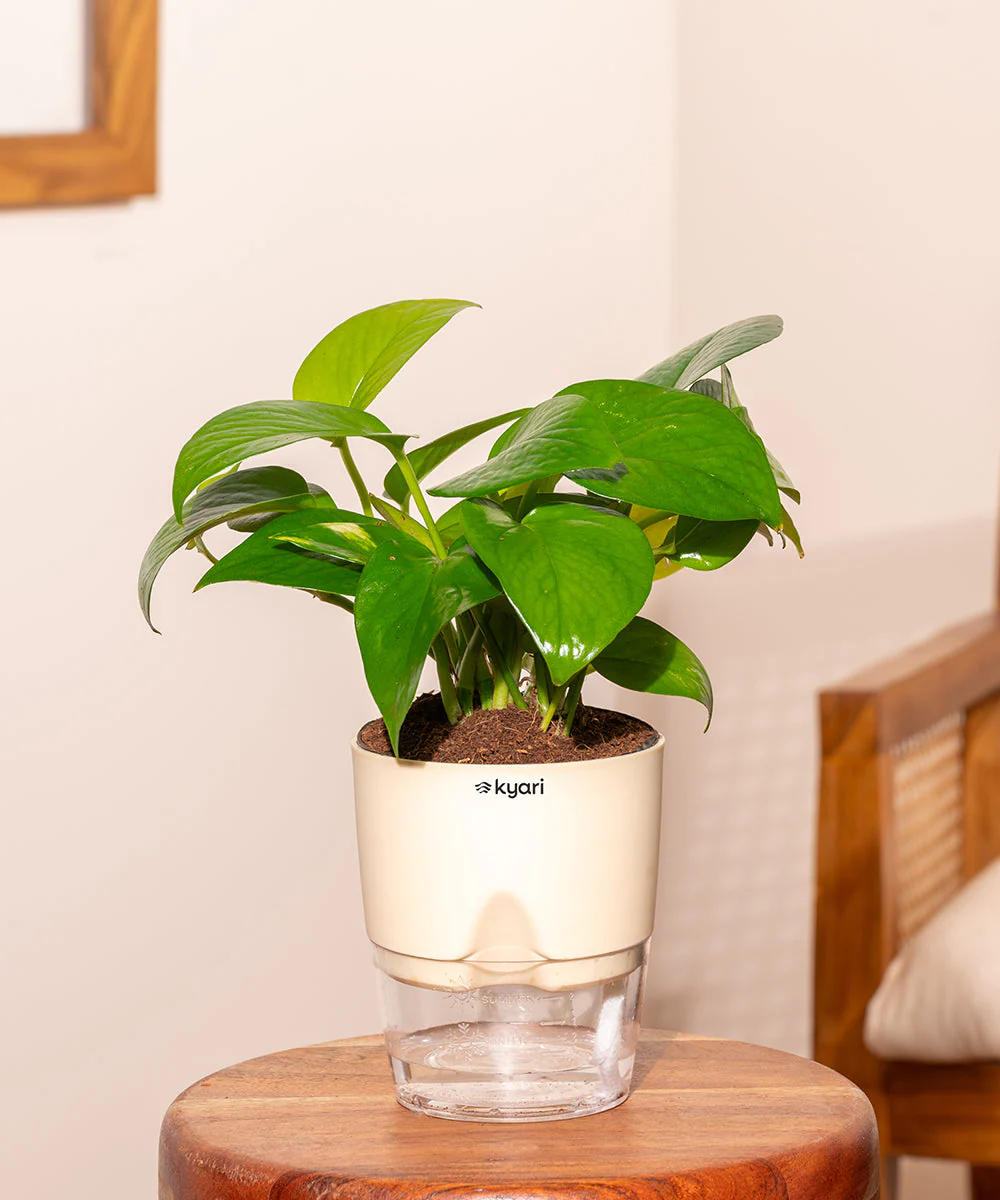 Golden Money Plant With Self Watering Pot - Image 13