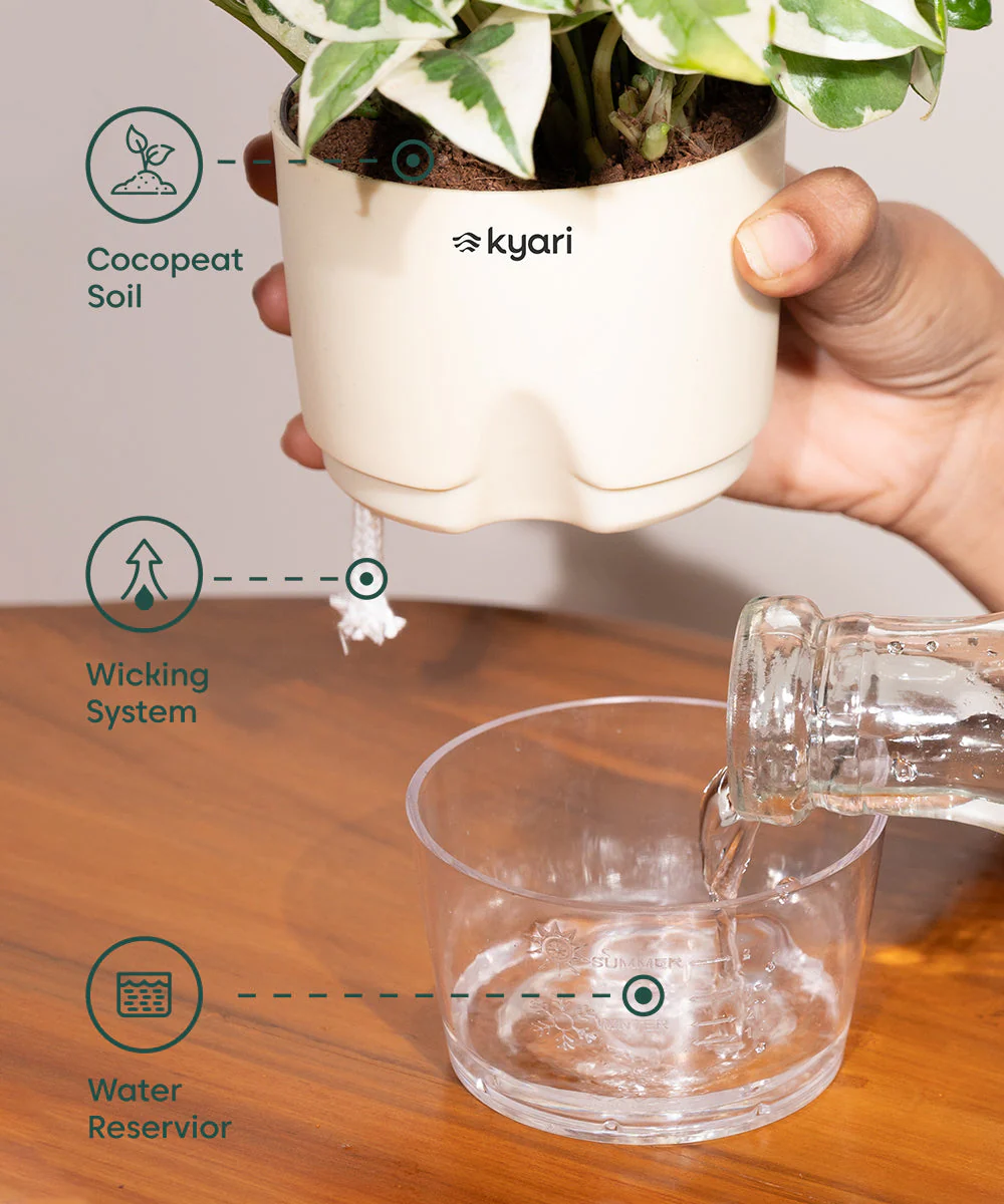 Golden Money Plant With Self Watering Pot - Image 14