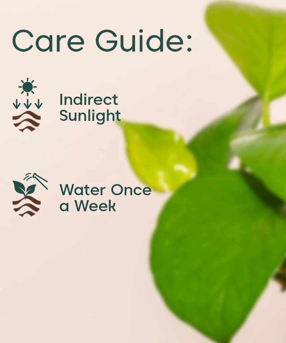 Golden Money Plant With Self Watering Pot - Image 17