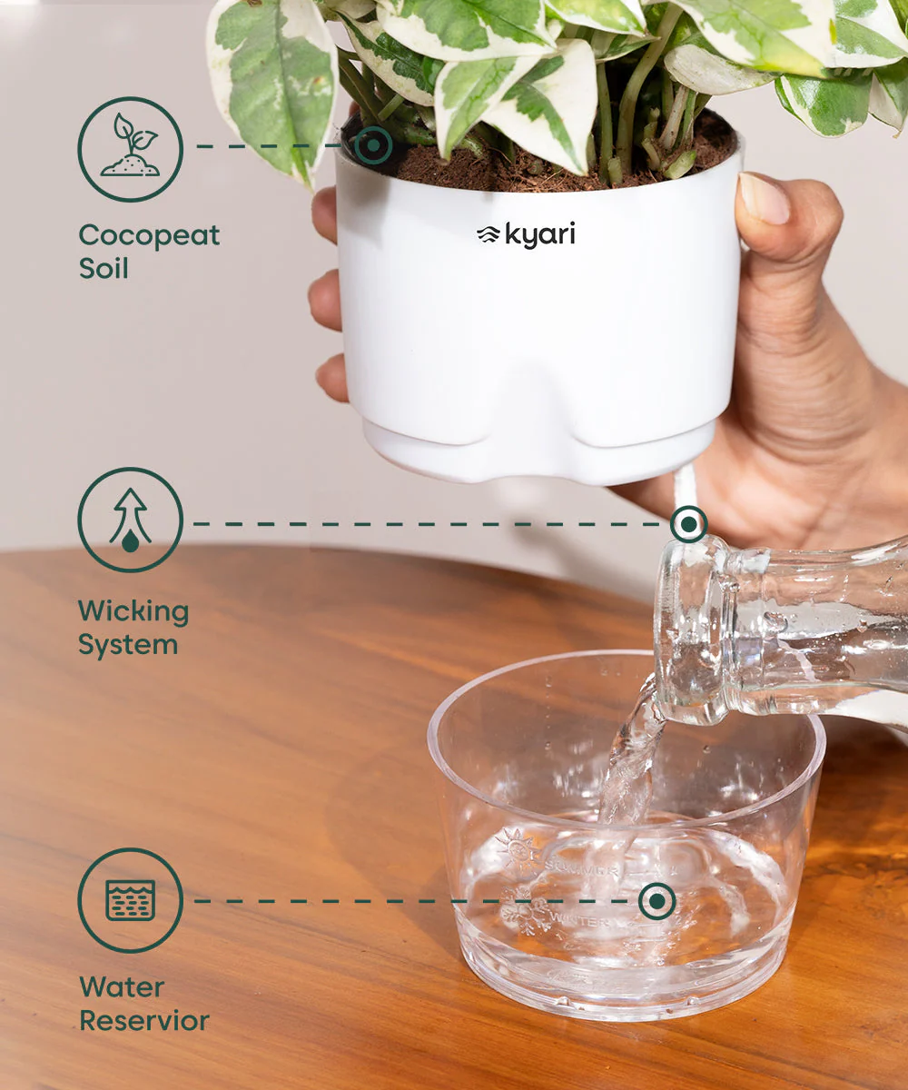 Golden Money Plant With Self Watering Pot - Image 20