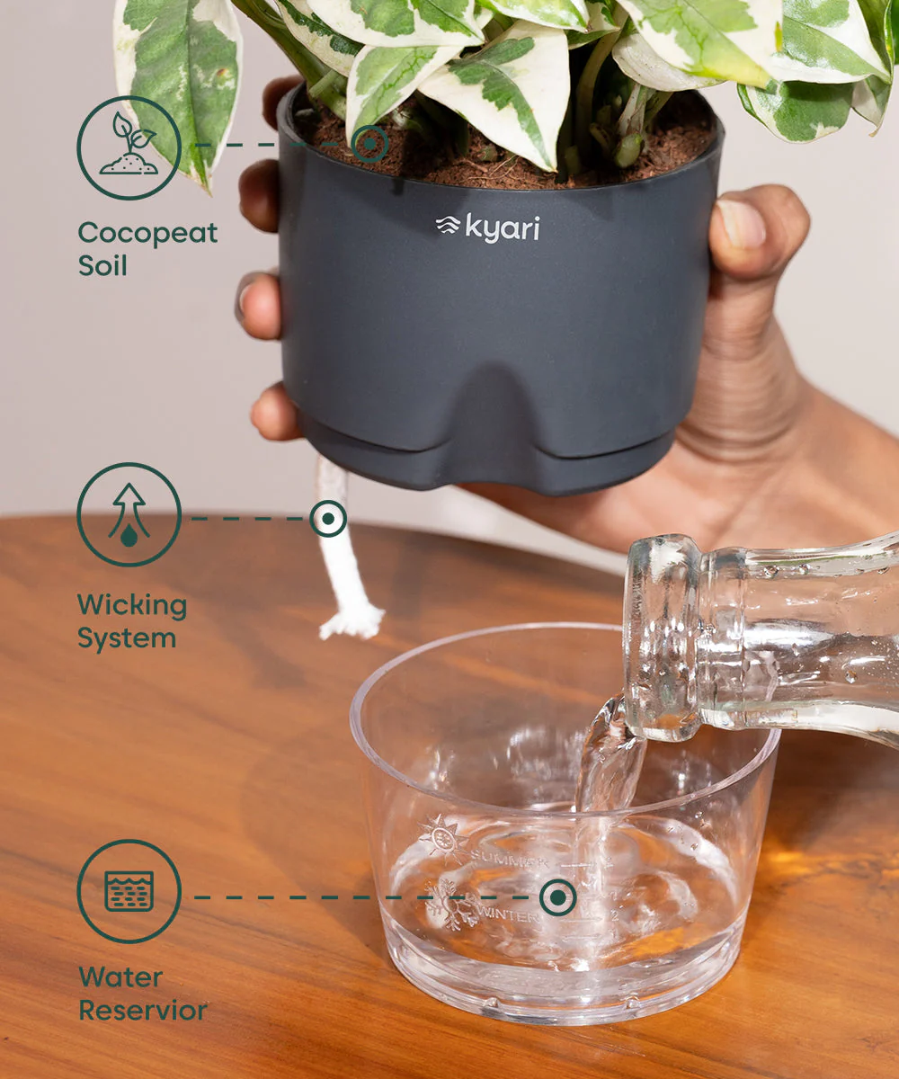 Golden Money Plant With Self Watering Pot - Image 26