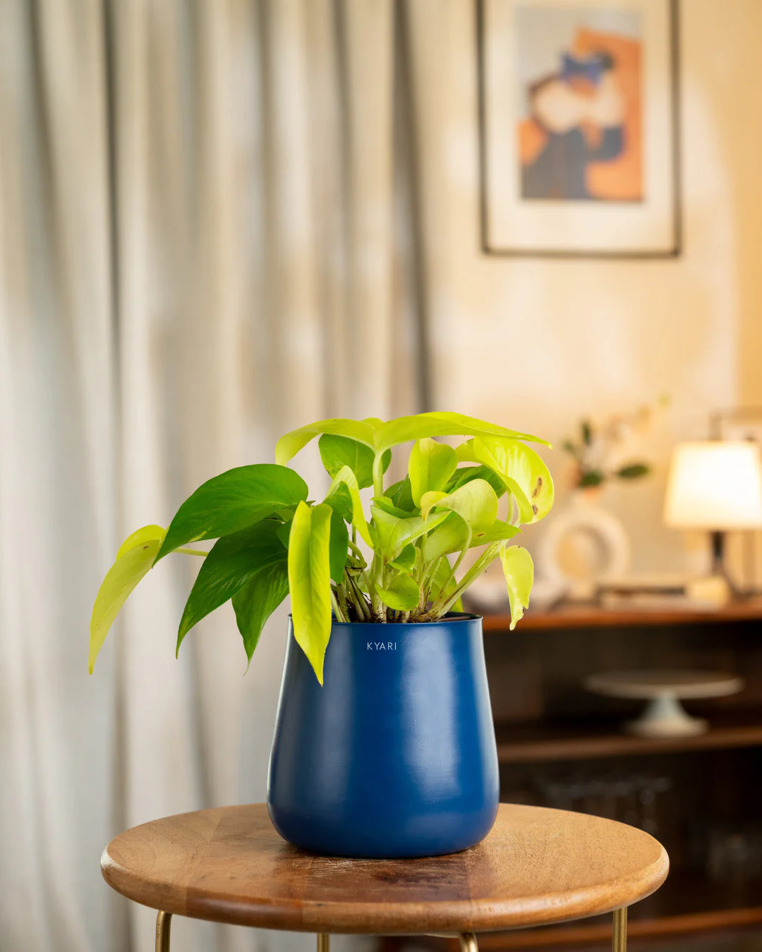 Golden Money Plant With Self Watering Pot - Image 29