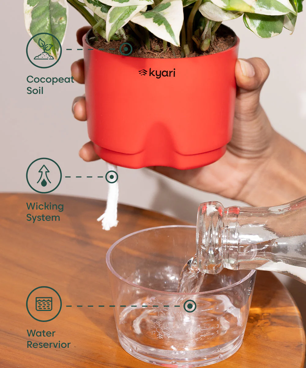 Golden Money Plant With Self Watering Pot - Image 32