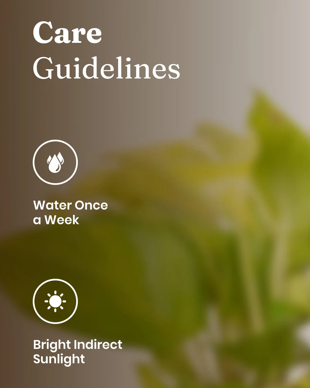 Golden Money Plant With Self Watering Pot - Image 46