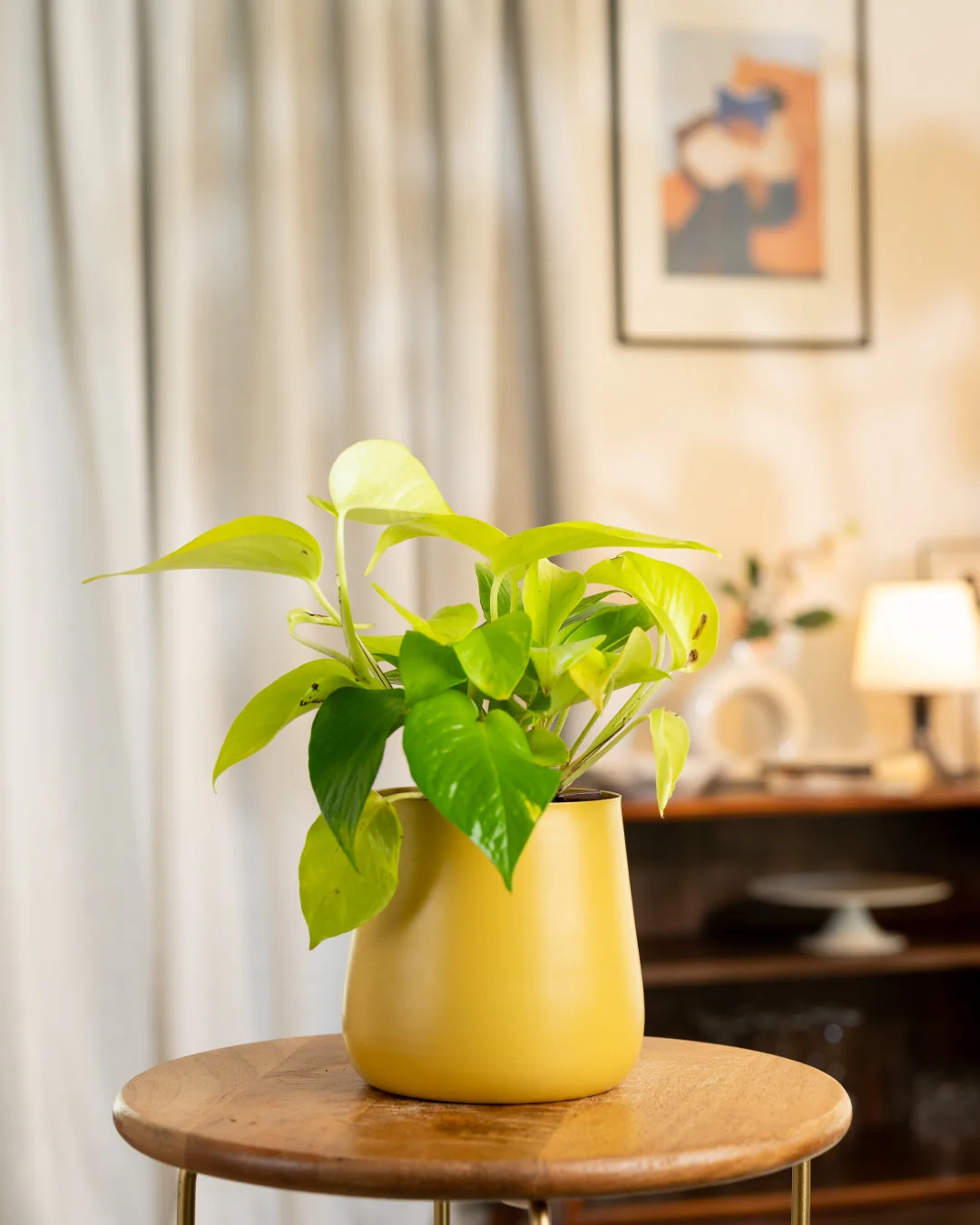 Golden Money Plant With Self Watering Pot - Image 48