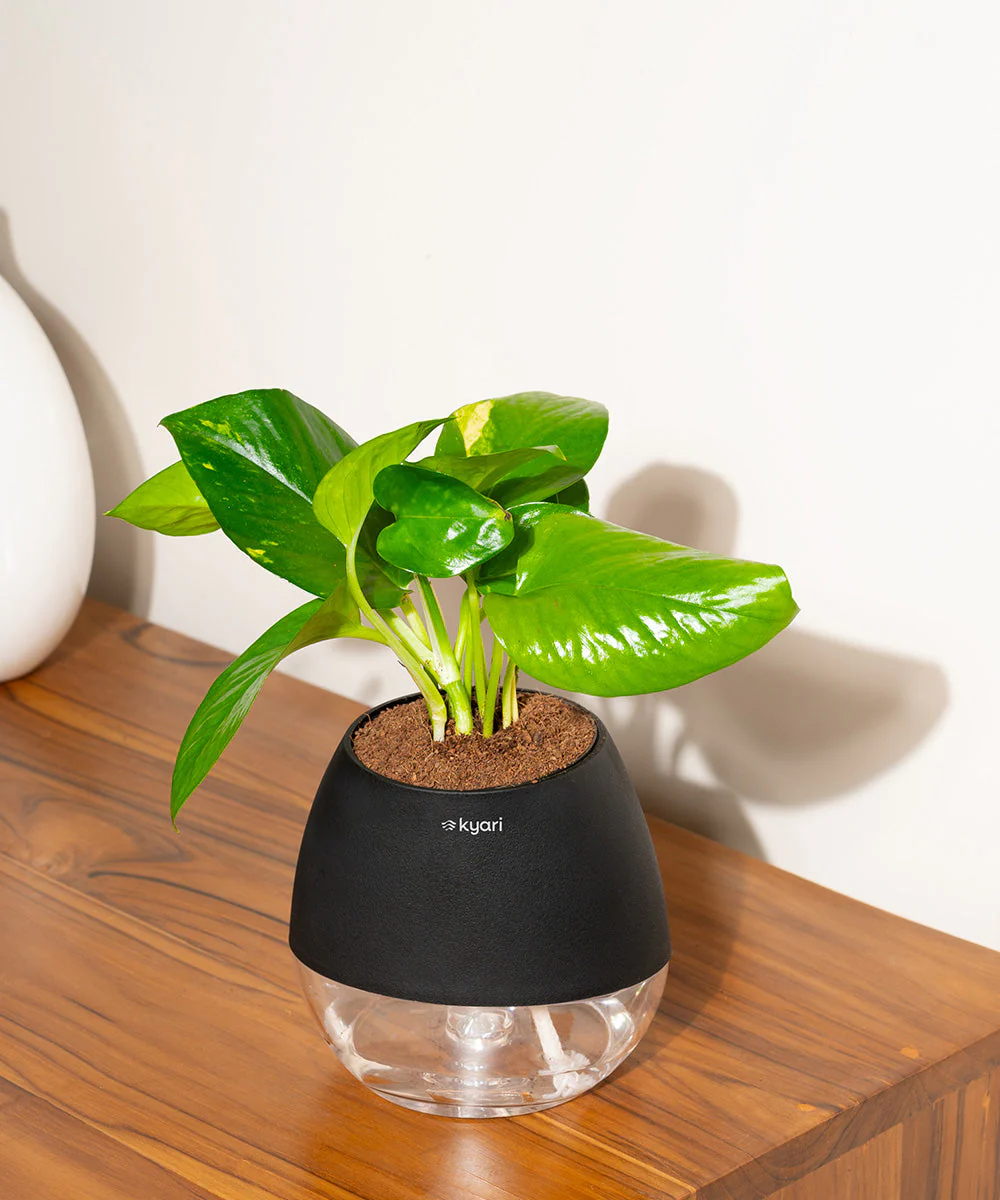 Golden Money Plant With Self Watering Pot - Image 82