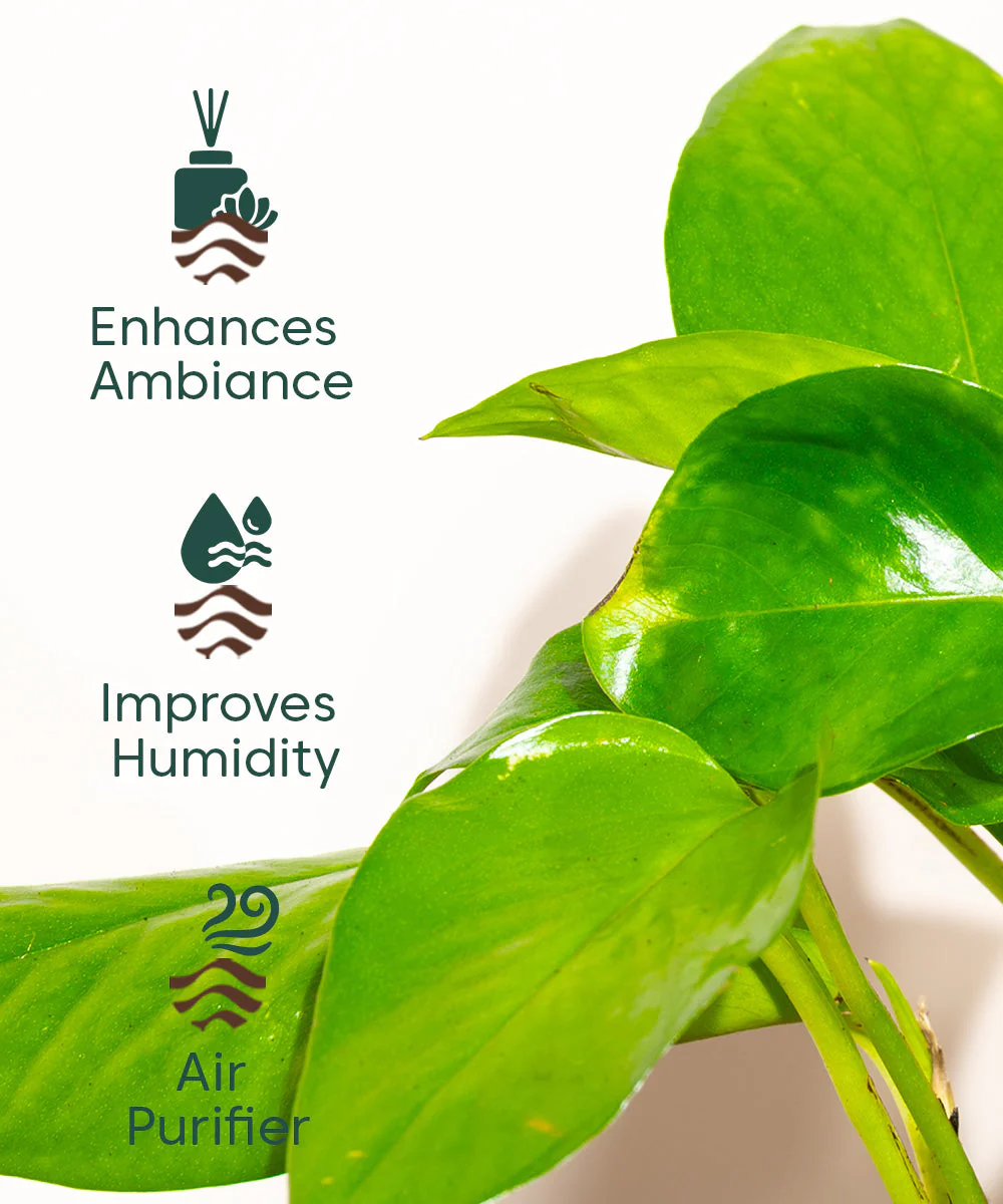 Golden Money Plant With Self Watering Pot - Image 87