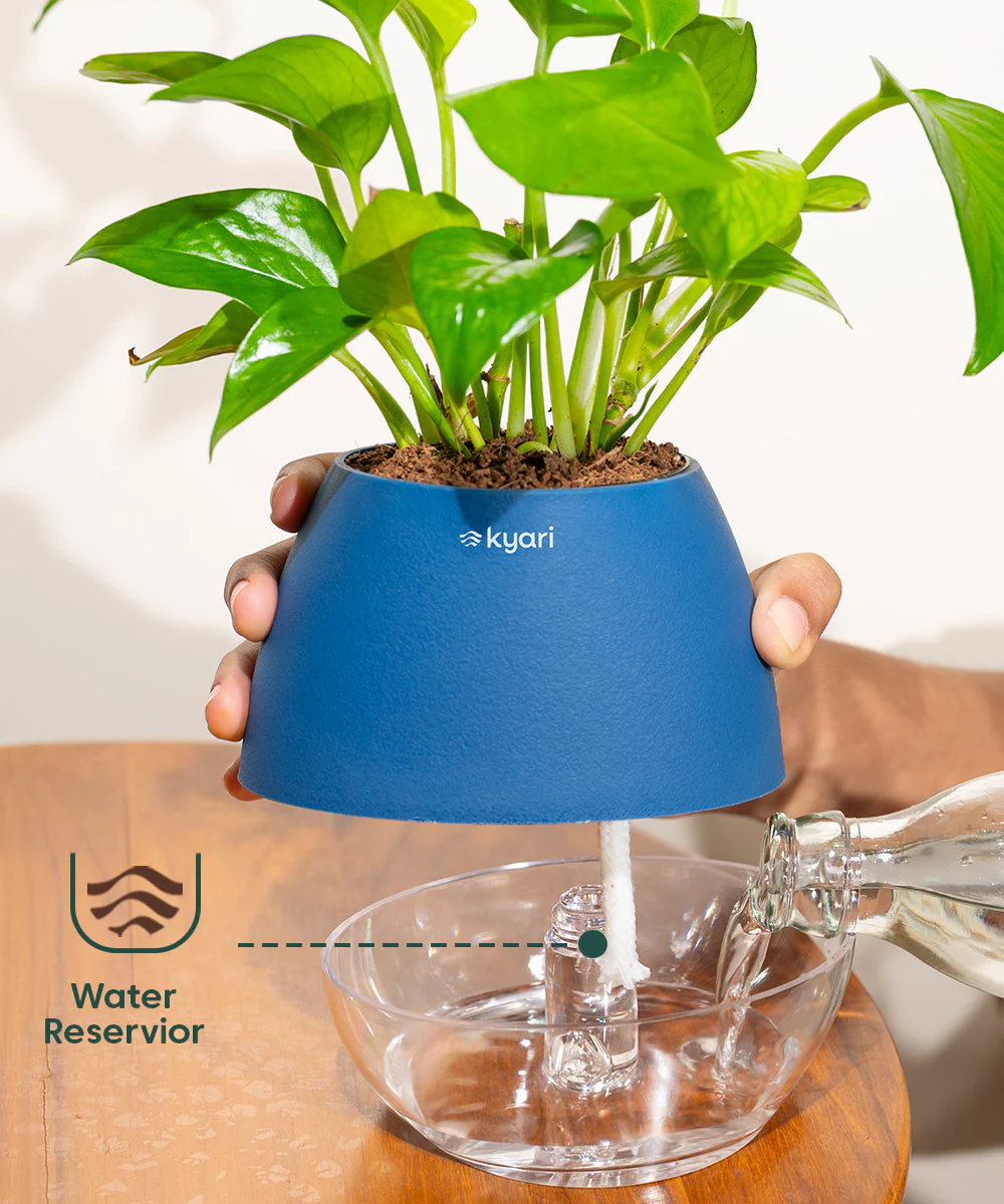 Golden Money Plant With Self Watering Pot - Image 93