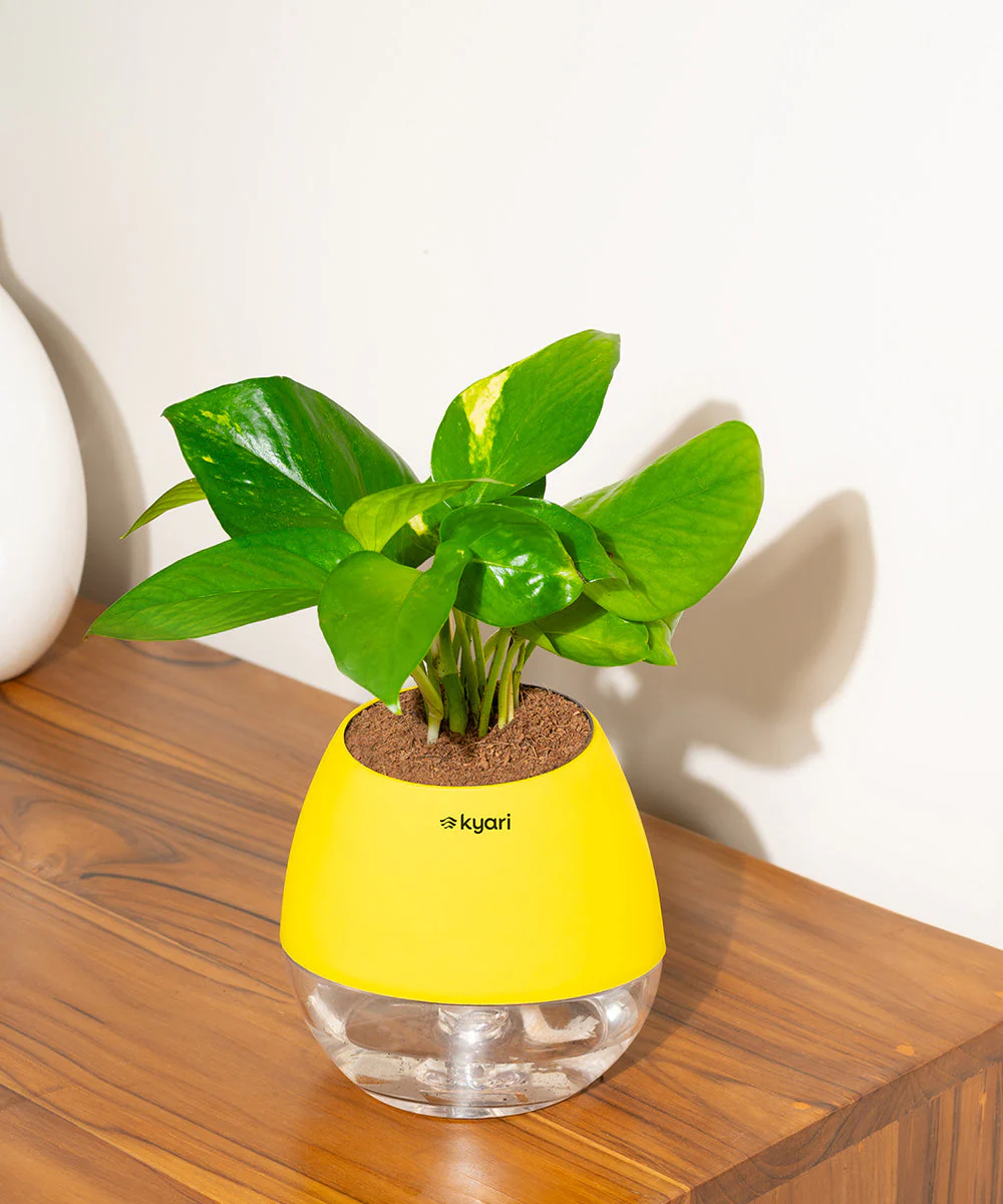 Golden Money Plant With Self Watering Pot - Image 99
