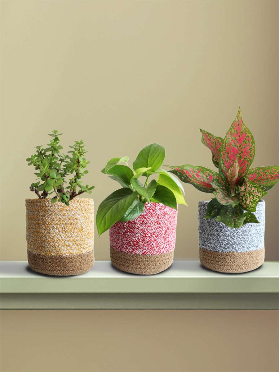 Goodluck Charm Easy Care Plants Combo