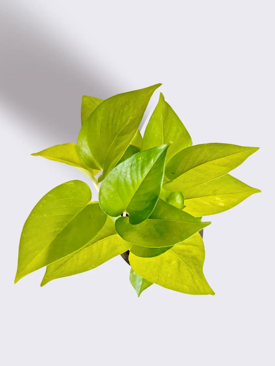 Indoor Plants Combo for Home Decor in Eco Pots (Small) - Image 2