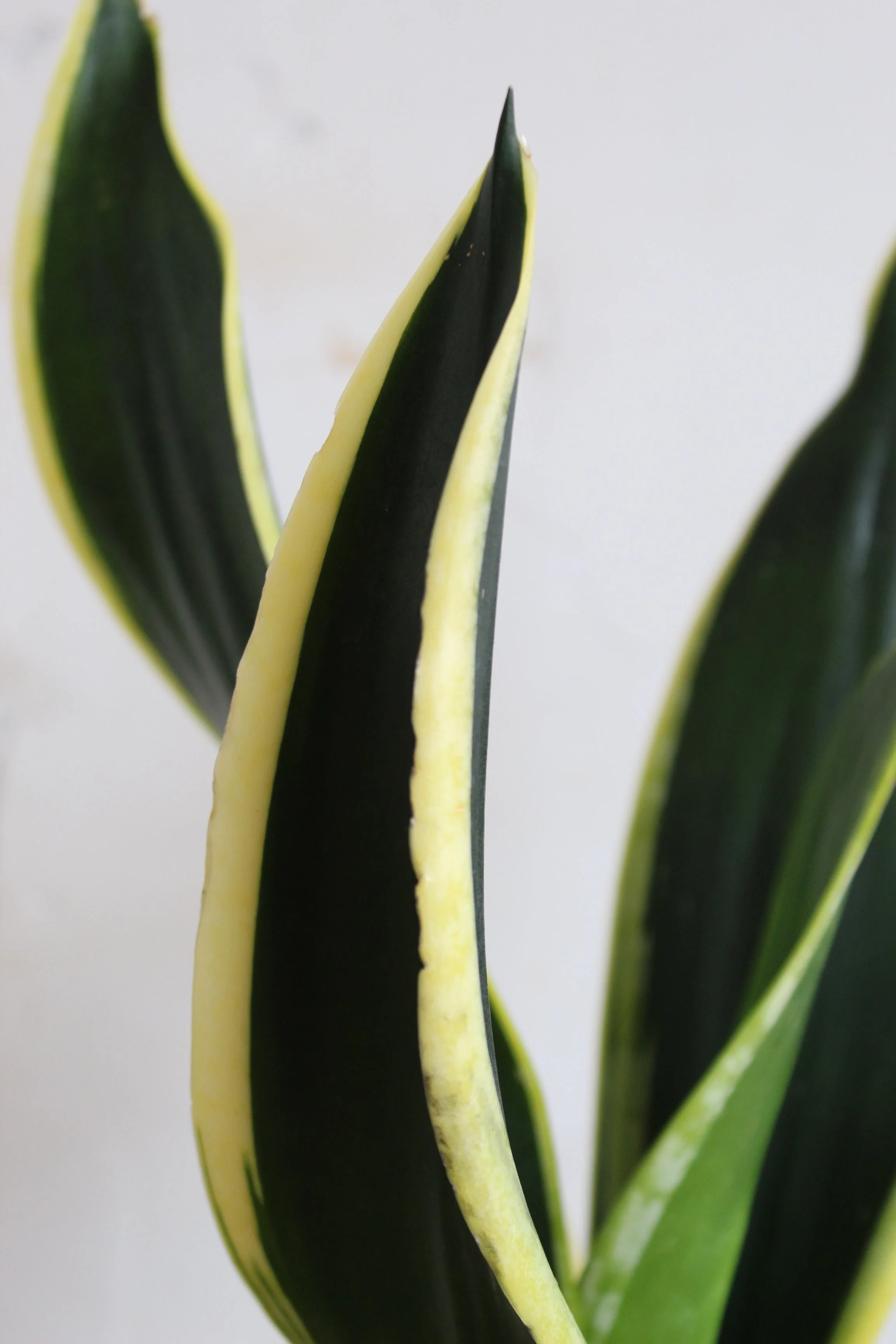 Laurel Hardy Snake Plants Duo - Image 2