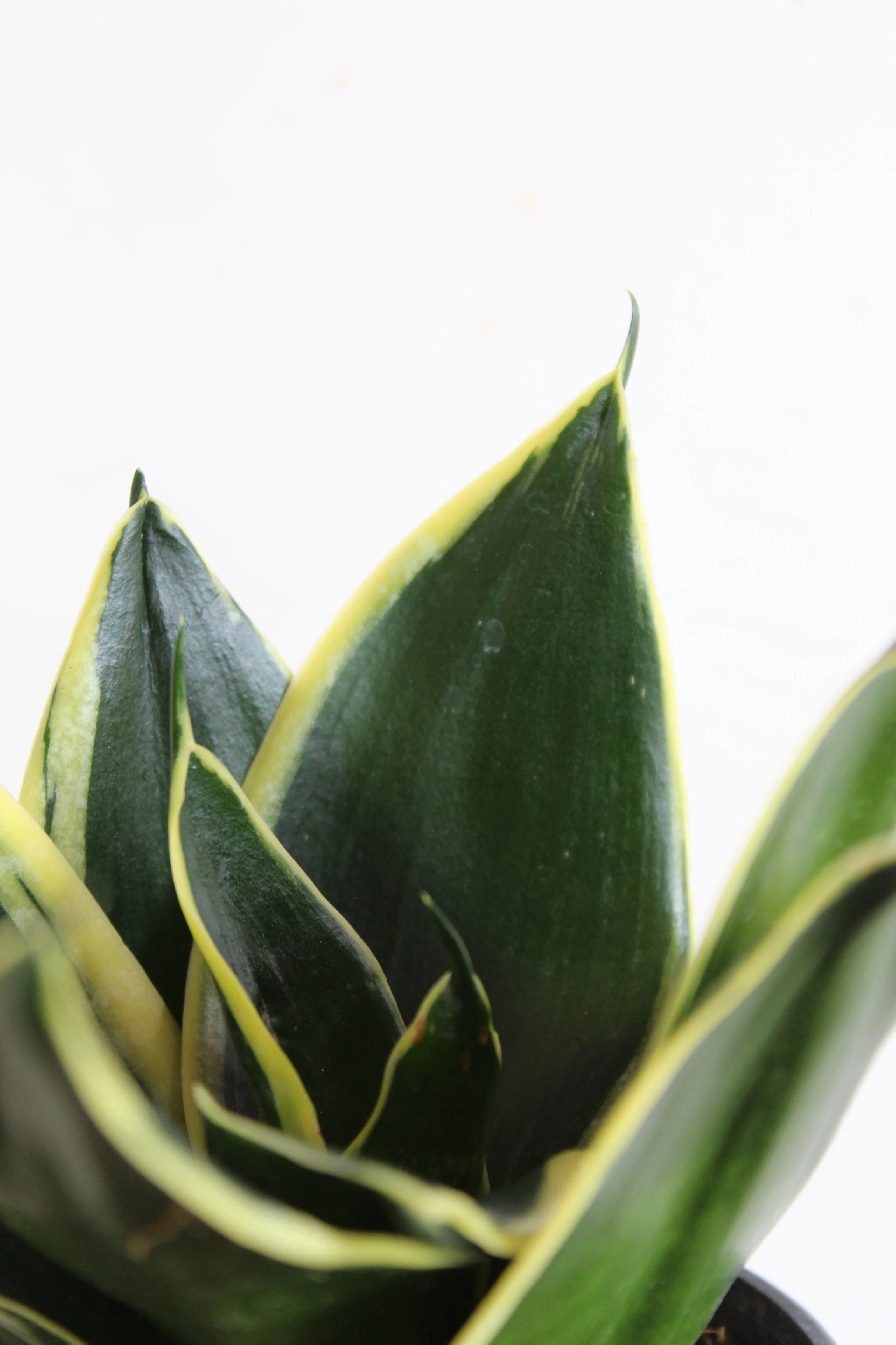 Laurel Hardy Snake Plants Duo - Image 3