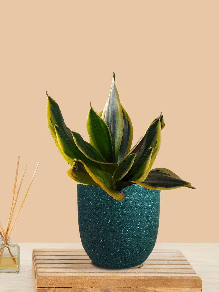 Lotus Golden Snake Plant (Small) in Eco Pot - Image 10