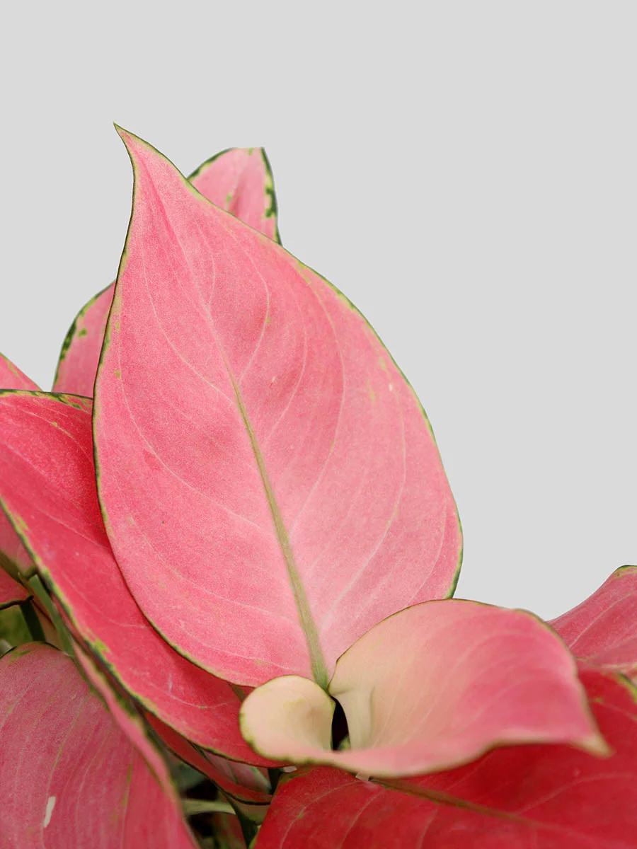 Lovely Pink Duo - Image 2