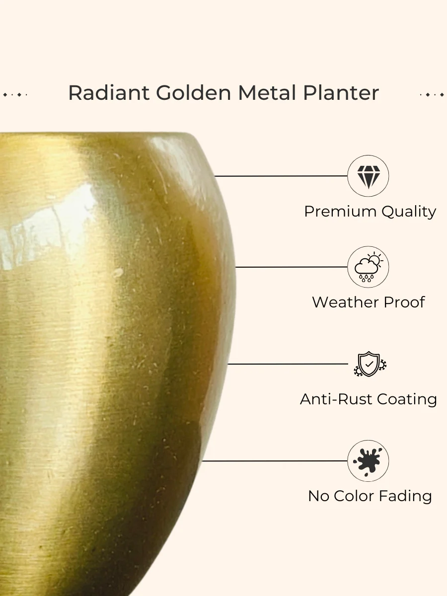 Lucky Bamboo 2 Layer Plant (Small) in Golden Metal Pot - Image 3