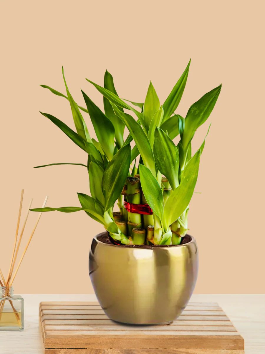 Lucky Bamboo 2 Layer Plant (Small) in Golden Metal Pot - Image 4