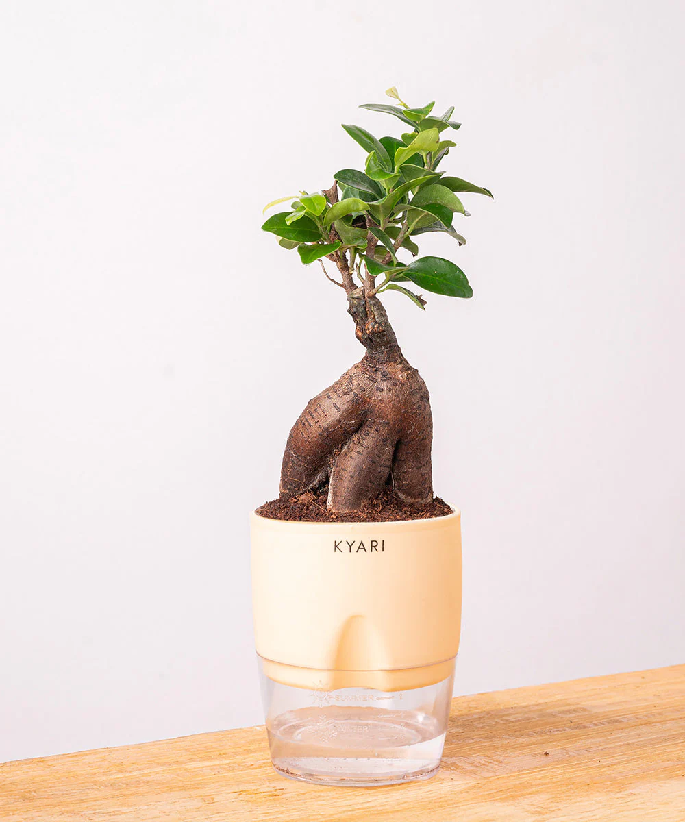Lucky Bonsai Plant With Self Watering Pot - Image 10