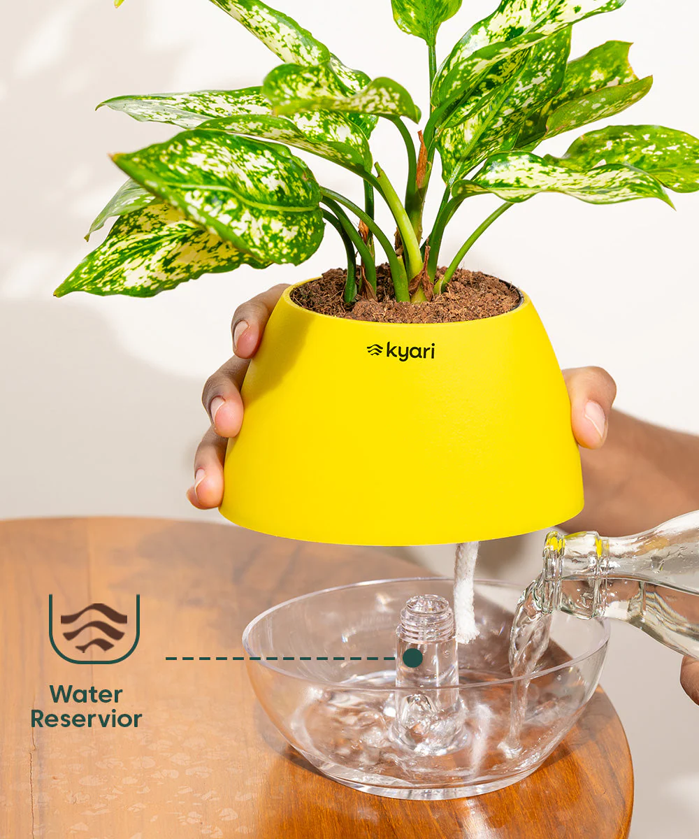 Lucky Bonsai Plant With Self Watering Pot - Image 107