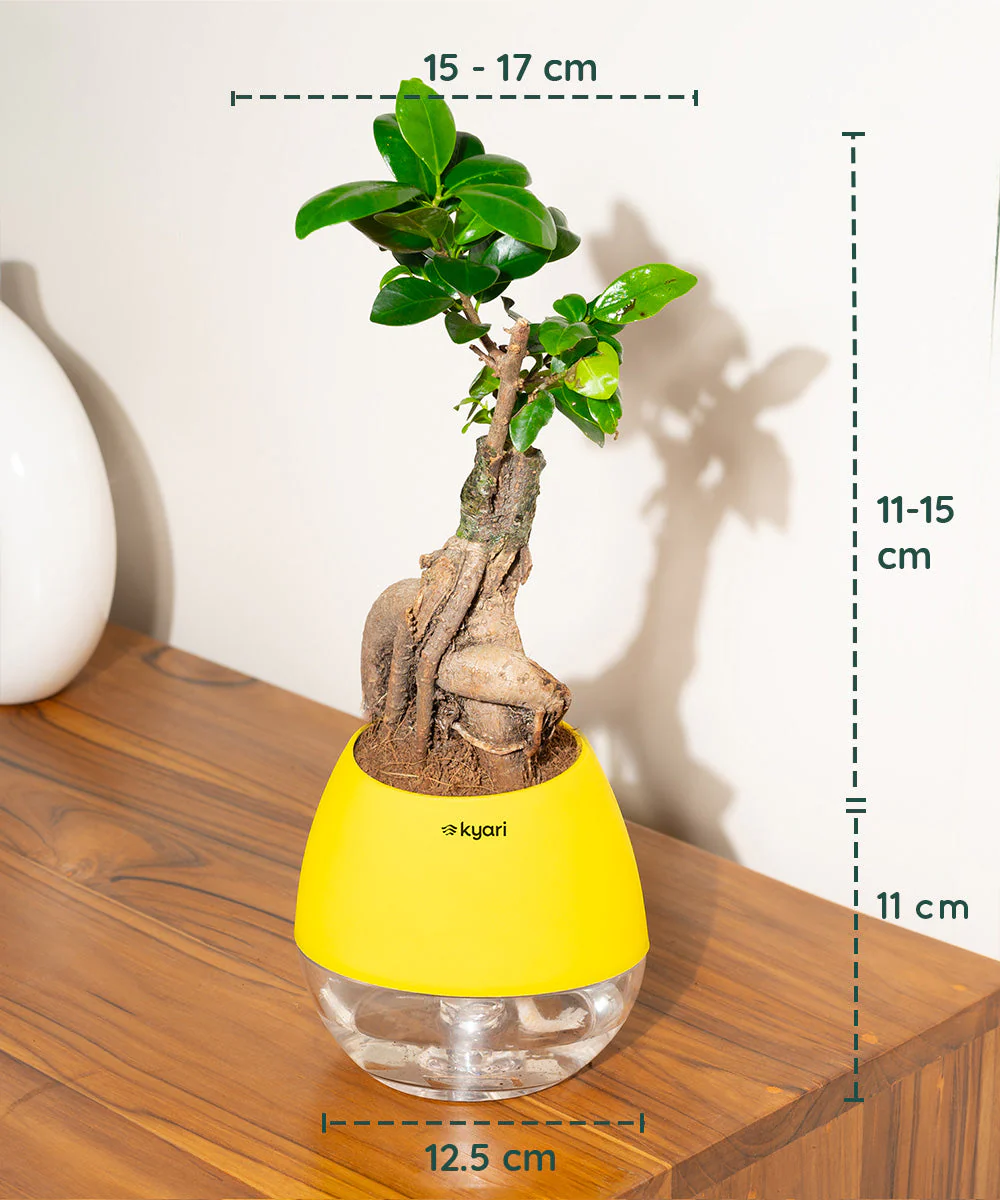 Lucky Bonsai Plant With Self Watering Pot - Image 108